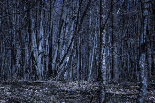 Geheimnisvoller Nachtwald Mit Schneeglöckchen Und Hell Erleuchteten Bäumen Wunder Der — Stockfoto