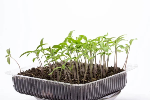 Plántulas Tomate Creciendo Una Caja Plástico Transparente Sobre Concepto Fondo — Foto de Stock