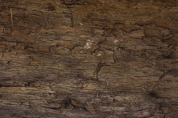 树皮的背面是亮的和棕色的 有裂缝和薄片 设计的背景 野生动物的概念 — 图库照片