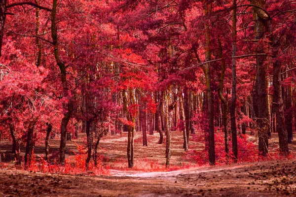 Magický Podzimní Les Vysoké Borovice Červenými Jehličkami Čisté Nikdo Kolem — Stock fotografie