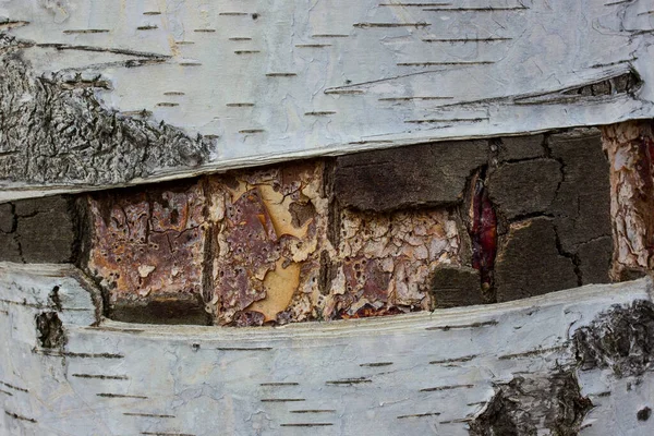 Bright Texture Birch Bark Trunk Close Forest Background Design — Stock Photo, Image