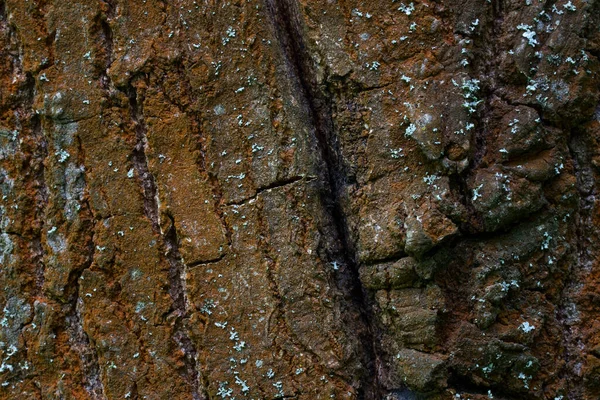 Corteza Marrón Brillante Árbol Forestal Con Patrones Grietas Oscuras Cerca — Foto de Stock