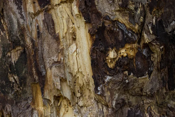 Vecchio Colorato Primo Piano Albero Della Foresta Lacerato Sfondo Tronco — Foto Stock