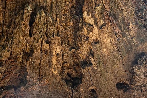 Mysterieuze Textuur Van Een Rotte Oude Stronk Close Natuurlijke Achtergrond — Stockfoto