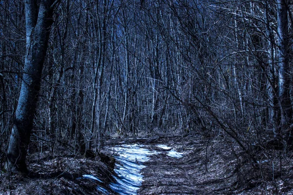 Trilha Brilhante Mola Floresta Noite Metade Coberta Com Neve Maravilhas — Fotografia de Stock