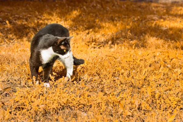 彼が見た黒と白の猫は秋の草の肖像画でかわいいと黄金の季節という概念で — ストック写真
