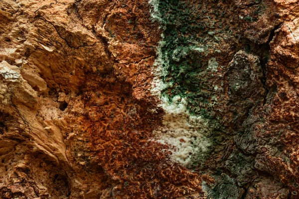 Fantastische Multi Gekleurde Hout Textuur Close Met Natuurlijke Patronen Heldere — Stockfoto
