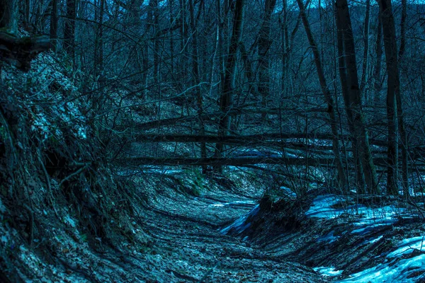 Árvores Caídas Sobre Trilha Floresta Noturna Bonito Emocionante Ninguém Redor — Fotografia de Stock