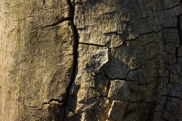 Superfície Madeira Rachada Uma Árvore Velha Floresta Closeup Iluminado Brilhantemente — Fotografia de Stock