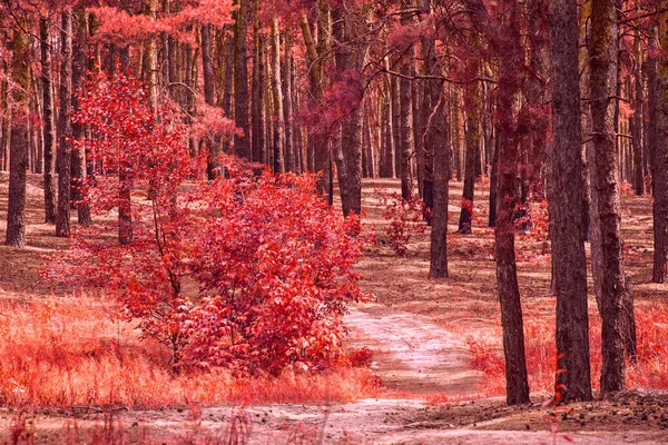 fascinating red autumn forest clean and no one around only bright plants very beautiful