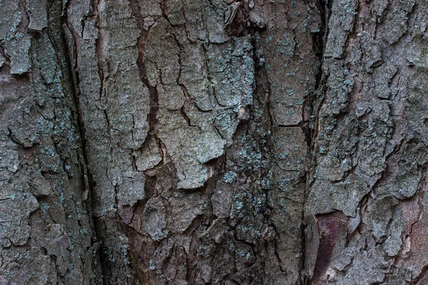 Gray Texture Tree Bark Dark Thin Cracks Smooth Surface Natural — Stock Photo, Image