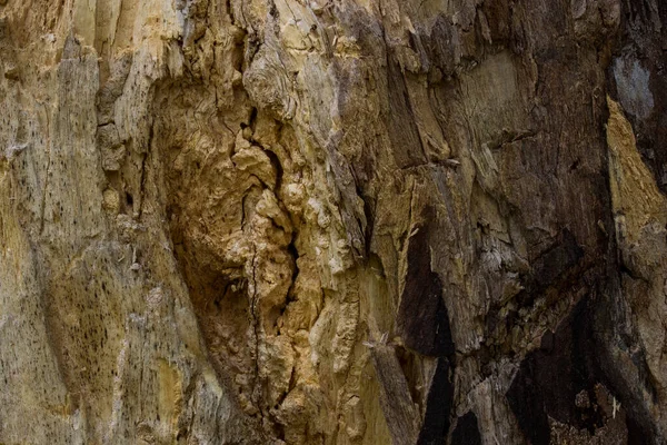 Ağaç kabuksuz gizemli orman dokusu tasarım konsepti için güzel desenli duvar kâğıdı.