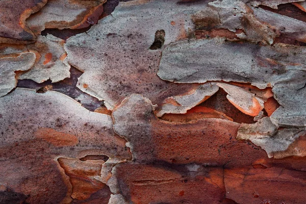 Mooie Patronen Het Oppervlak Van Een Wilde Dennenclose Fascinerende Houten — Stockfoto