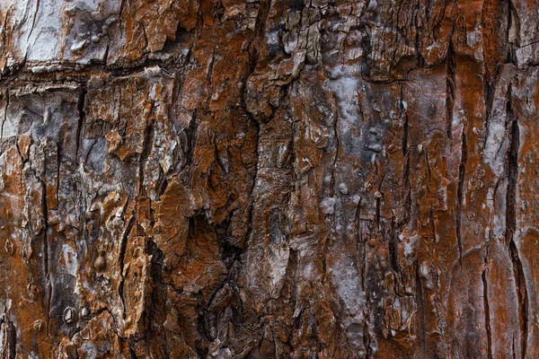 Tronco Árvore Marrom Brilhante Com Padrões Rachaduras Finas Fundo Floresta — Fotografia de Stock