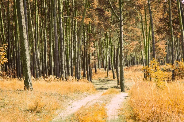 가을의 소나무 숲으로 인도하고 주변에 나무들 주황색으로칠 올해의 황금기의 아름다움을 — 스톡 사진