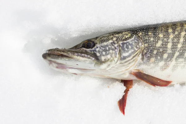Яркая Щука Расширенной Мордой Лежит Снегу Концепции Рыбалки — стоковое фото