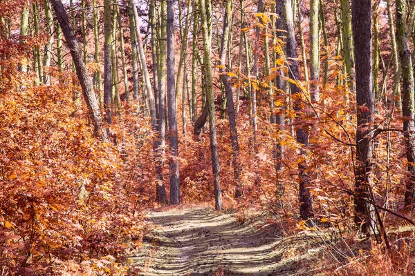 Sentier Dans Forêt Automne Orange Jour Lumineux Pur Personne Autour — Photo