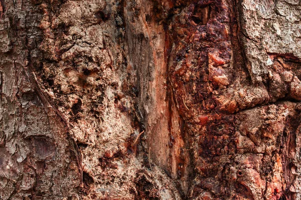 Podzimní Textura Kmene Stromu Částečně Oloupanou Kůrou Nehladkého Povrchu Jasně — Stock fotografie
