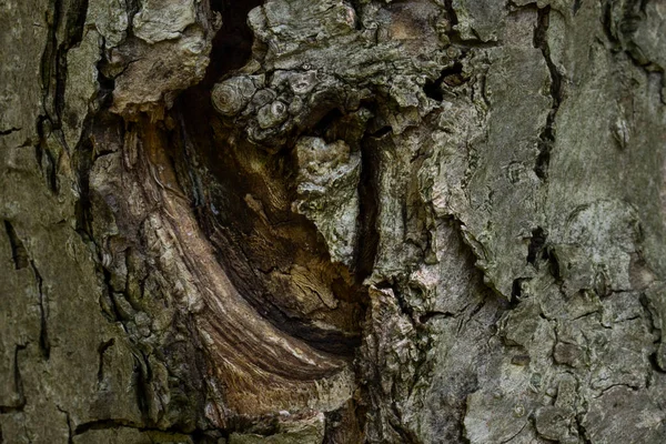 Textuur Van Boomschors Gedeeltelijk Ontdaan Van Mysterieuze Natuurlijke Patronen Wereld — Stockfoto