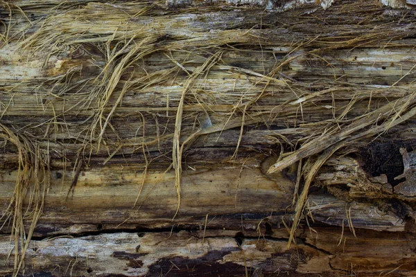 Stará Dřevěná Textura Kůrou Tenkými Štěrbinami Zblízka Přírodní Zázemí Pro — Stock fotografie