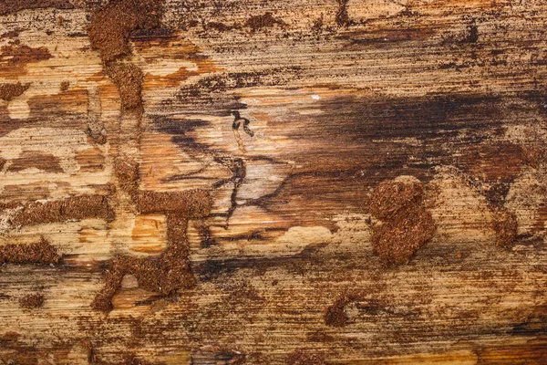 Bright Texture Pine Wood Natural Dark Pattern Scraped Bark Background — Stock Photo, Image
