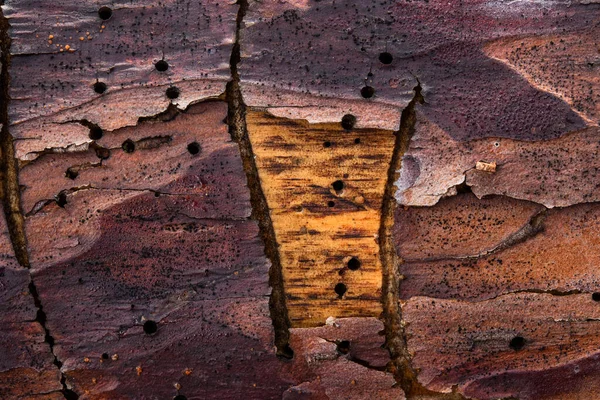 Enchanting Patterns Surface Wild Pine Tree Close Concept Nature Background — Stock Photo, Image