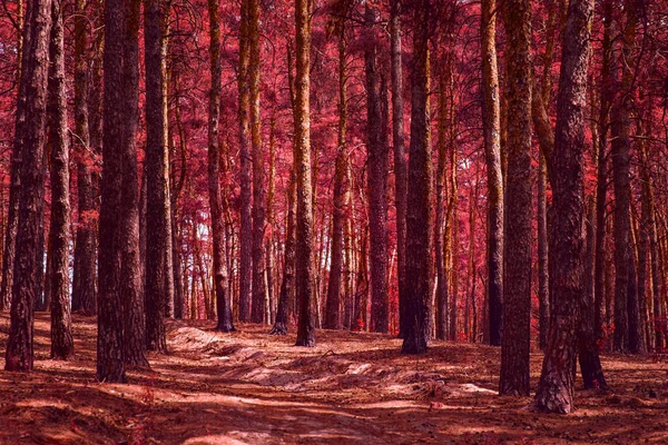 Strašlivé Tajemné Podzimní Les Vysoké Borovice Červenými Jehličkami Dechberoucí Nikdo — Stock fotografie