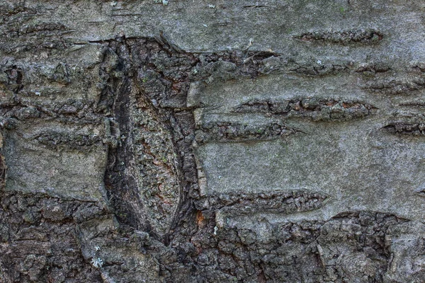 Textura Kmene Stromu Pokrytého Šedou Kůrou Zajímavými Vzory Detailní Záběr — Stock fotografie