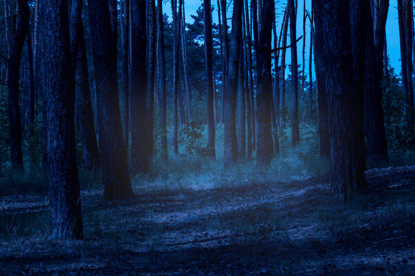 Mystical evening forest with tall pine trees and mysterious radiance is scary and exciting no one around