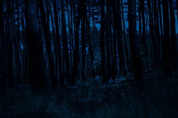 Noite Fantástica Uma Floresta Pinheiros Com Árvores Altas Ninguém Redor — Fotografia de Stock