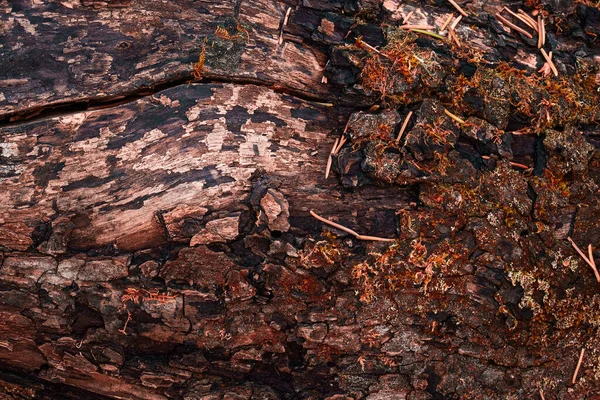 Texture Fantaisie Automne Tronc Arbre Conifères Avec Une Écorce Partiellement — Photo