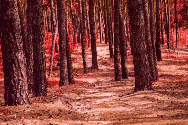 背の高い松の木の幹がある神秘的な秋の森の中の道落下したコーンと裏道エキサイティングな荒野の周りの誰もいません — ストック写真