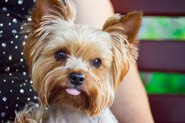 Tatlı bir Yorkshire teriyerinin portresi. Tatlı ve evcil hayvan kavramını ortaya atan bir dili var.
