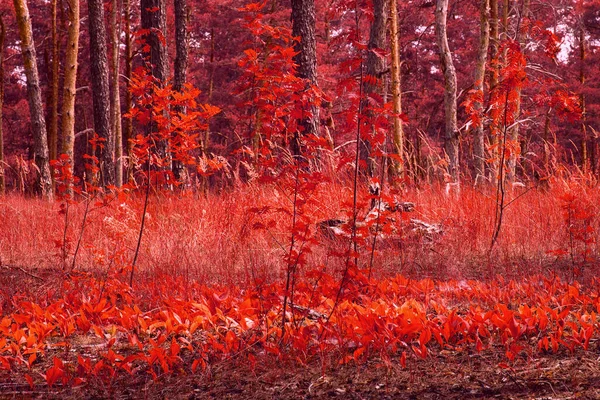 오렌지색으로 가을의 특성은 환경에 개념입니다 — 스톡 사진