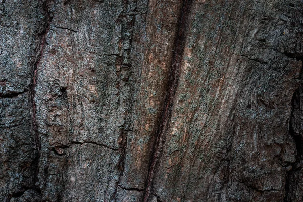Mystische Textur Eines Geheimnisvollen Waldbaums Nahaufnahme Mit Dunklen Rändern Und — Stockfoto