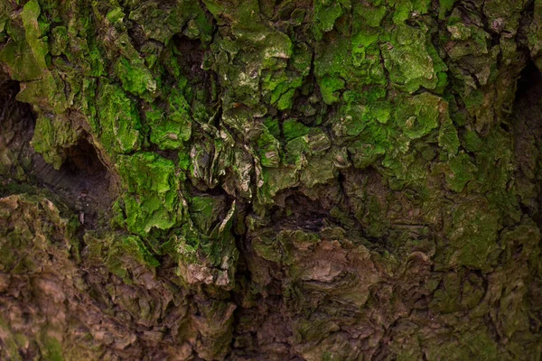 Fabelachtige Groene Mos Die Schors Van Een Bosboom Behang Voor — Stockfoto