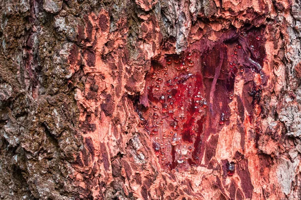 Krople Żywicy Drzewnej Fantastyczne Tekstury Drewna Zbliżenie Koncepcja Przyrody Środowiska — Zdjęcie stockowe