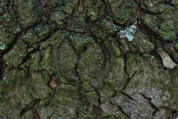 Orman Ağacı Kabuğunun Dokusu Kısmen Yosun Kaplı Parlak Yeşil Bir — Stok fotoğraf
