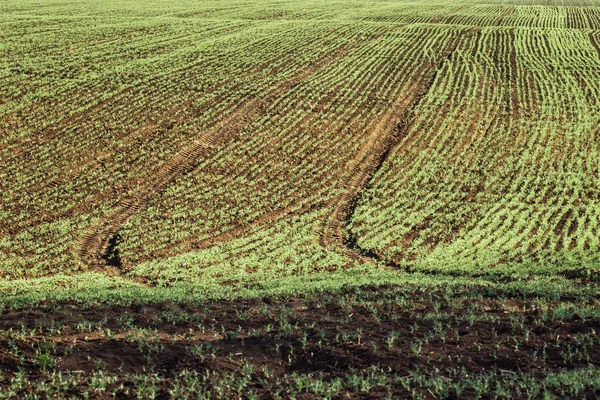 Helder Veld Met Erwtenzaailingen Trekker Sporen Het Concept Van Agrocultuur — Stockfoto