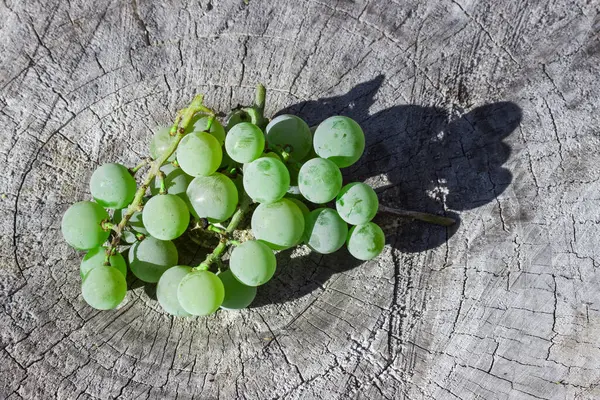 Bouquet Lumineux Raisins Blancs Trouve Sur Dessus Gris Souche Avec — Photo