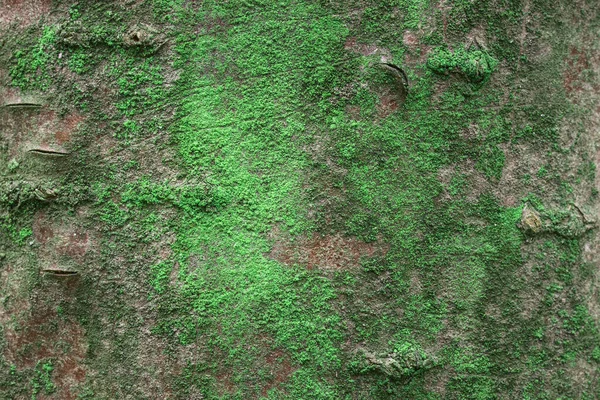 Parlak yeşil yosun tabakasıyla kaplı fantastik ahşap doku tasarım için fantastik bir arka plan.
