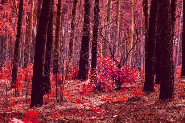 Fantastický Červený Podzim Lese Mystické Volně Žijících Živočichů Čistá Nikdo — Stock fotografie