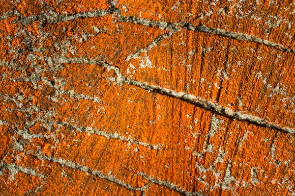 Bright Orange Texture Dirty Stump Close Background Design — Stock Photo, Image