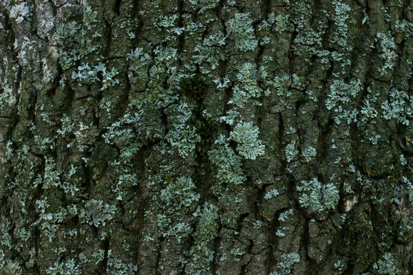 Textúra Egy Törzs Borított Szürke Kéreg Erdő Növény Háttér Tervezés — Stock Fotó