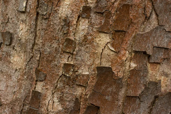 野生生物のデザインコンセプトのための茶色の樹皮のクローズアップの背景を持つカラフルな森の木 — ストック写真
