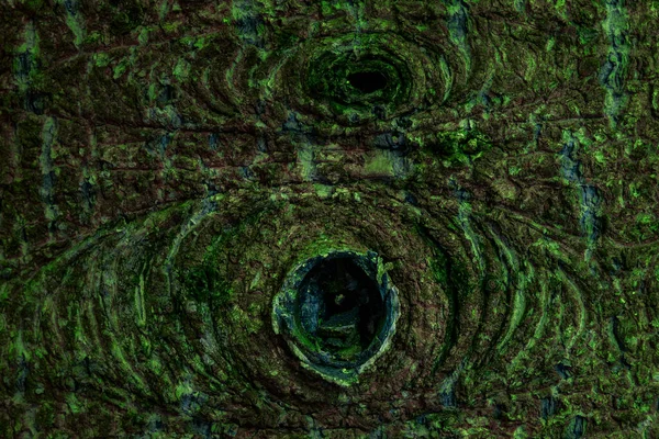 Mystical Multi Colored Wood Texture Mysterious Patterns Green Moss Close — Stock Photo, Image