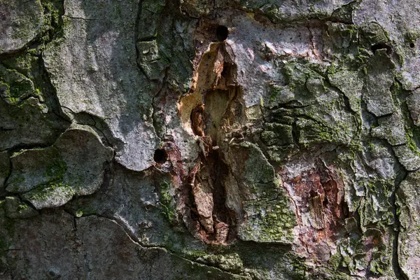 Ραγισμένο Φλοιό Του Δέντρου Καλύπτεται Μέρει Πράσινα Βρύα Φυσικό Μοτίβο — Φωτογραφία Αρχείου