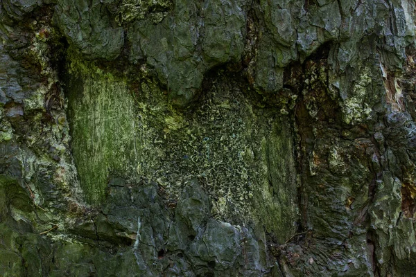 Structuur Van Bos Hout Stam Met Gedeeltelijk Geschilde Schors Mysterieuze — Stockfoto