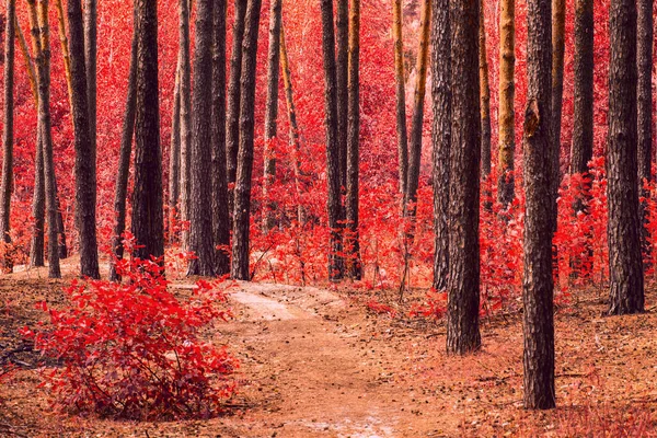 Forêt Automne Lumineuse Mystérieuse Avec Feuillage Rouge Hauts Arbres Couchés — Photo