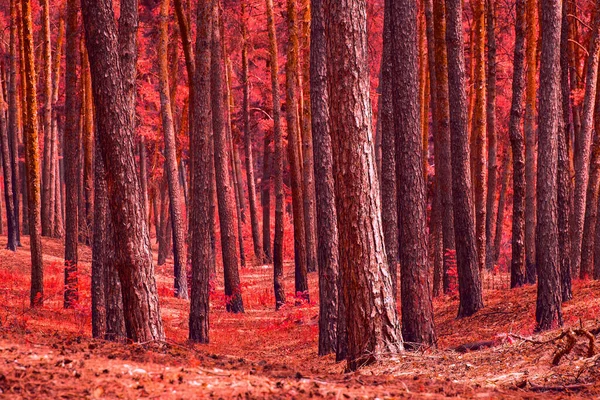 Red Pine Forest Mysterious Wilderness One Bright Foliage Needles Exciting — Stock Photo, Image